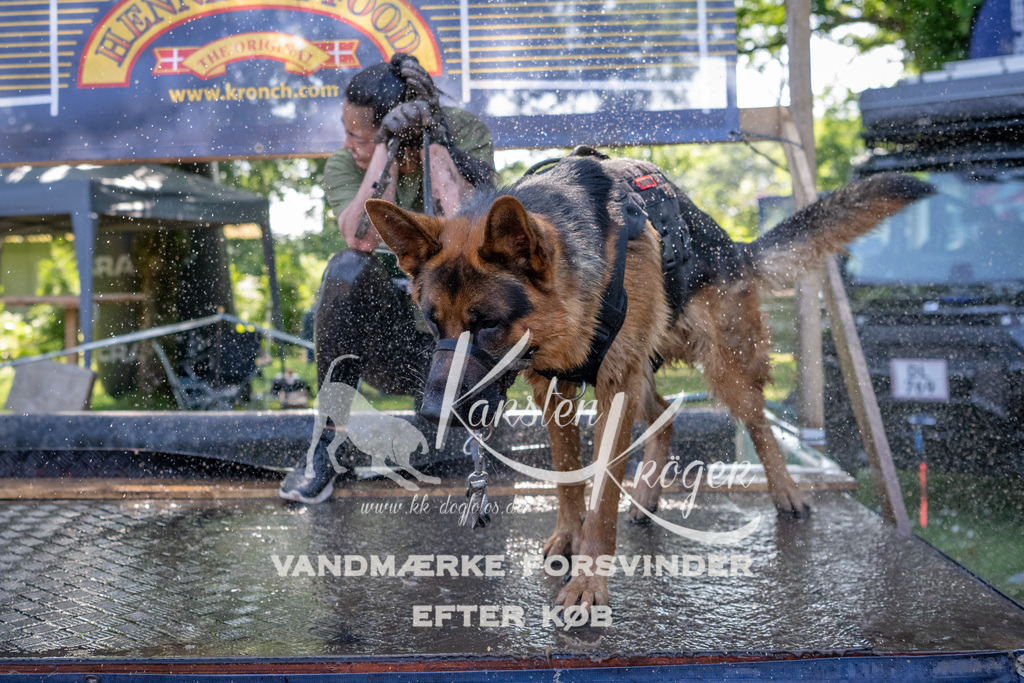 1528_ZZ91490 | kk-dogfotos