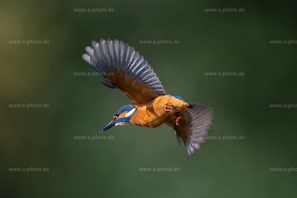 Eisvogel | up an away - Realisiert mit Pictrs.com