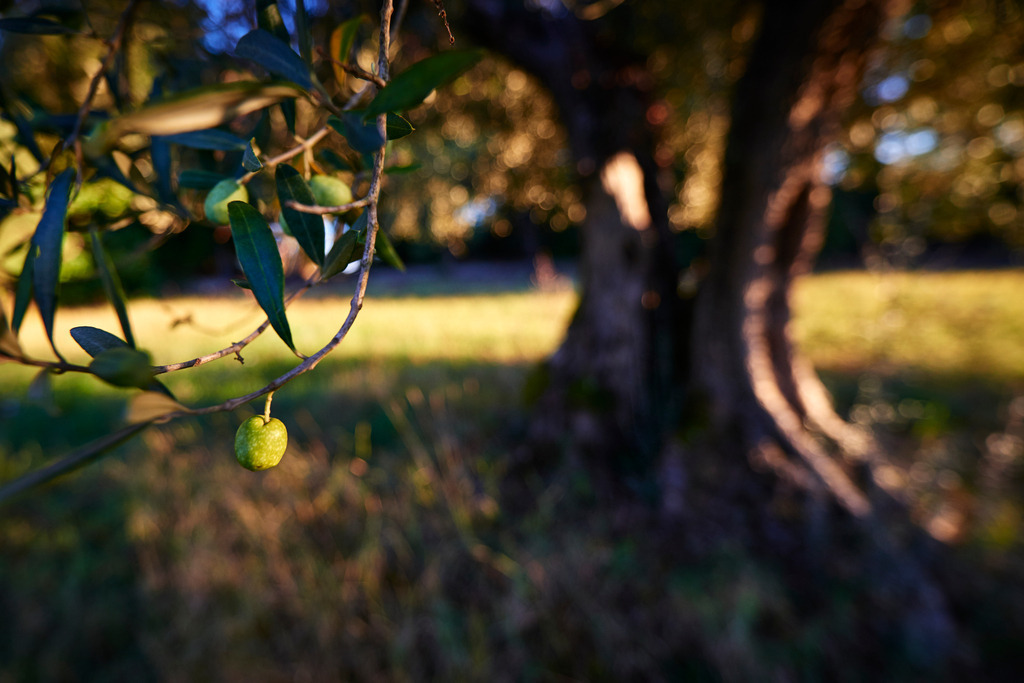 Olivenbaum mit Olive | Pozzuolo, Italien - September 06, 2016: Olivenbaum mit Olive. - Realisiert mit Pictrs.com
