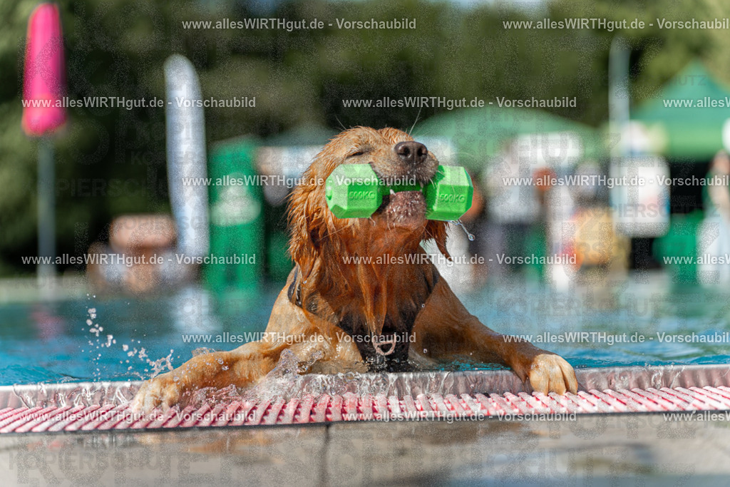 Hundeschwimmen_Volksbad_2026-allesWIRTHgut_Tierfotografie-2609061208-111849-7R500230 | Professionelle Tierfotografie in Mönchengladbach von Daniel Wirth (allesWIRTHgut). Liebevolle & natürliche Bilder von Hunden & Katzen für unvergessliche Erinnerungen.