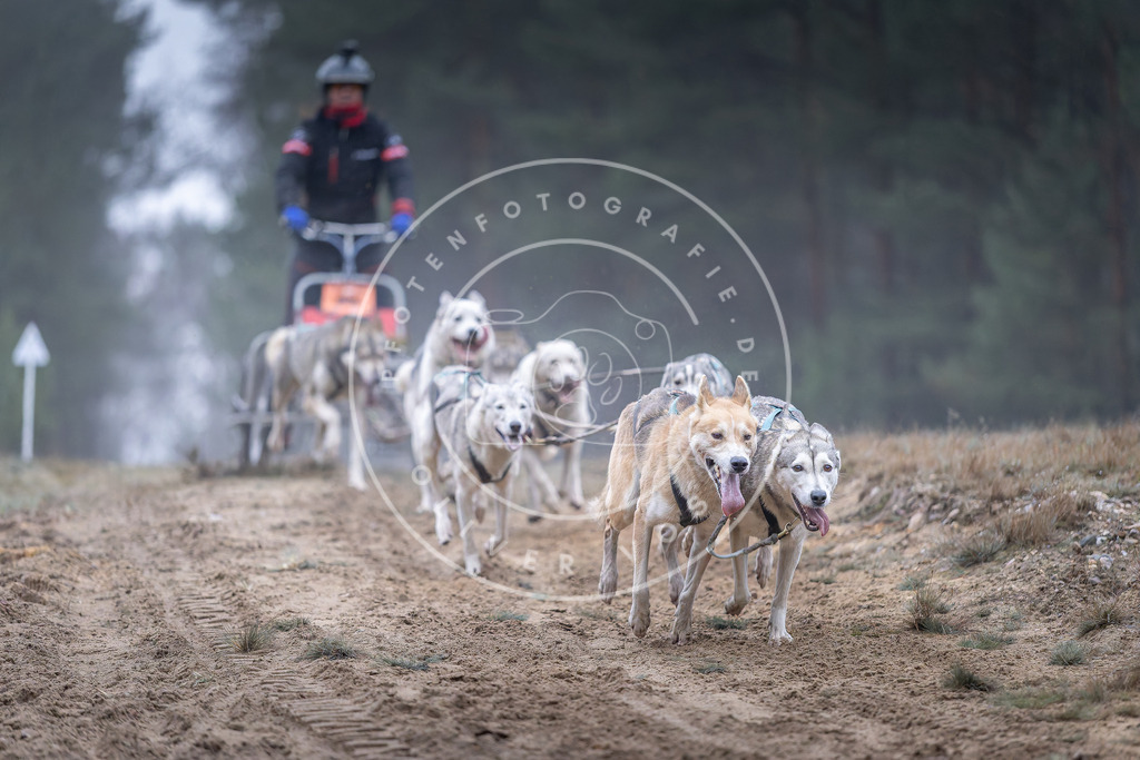 Pfotenfotografie_DV3A0191 | Hundefotografie, Tierfotograf, Pfotenfotografie, Fotoshooting Hund, Hunde Portrait, Hundesport, Hundeportraits, Heideshooting, Hunde, Sportfotograf, Hundefotograf, Turnierhundsport, THS,  - Realisiert mit Pictrs.com