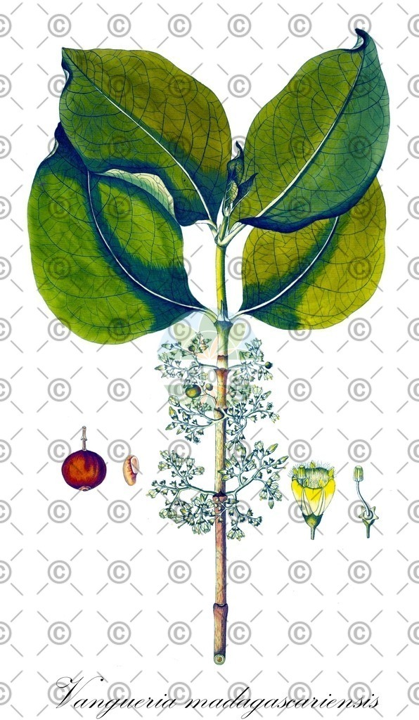 HistAbb_wfo-0001250115_1_ENZY_Simple | Historische Abbildung von Vangueria madagascariensis - Rubiaceae | Historical Illustration of Vangueria madagascariensis - Rubiaceae