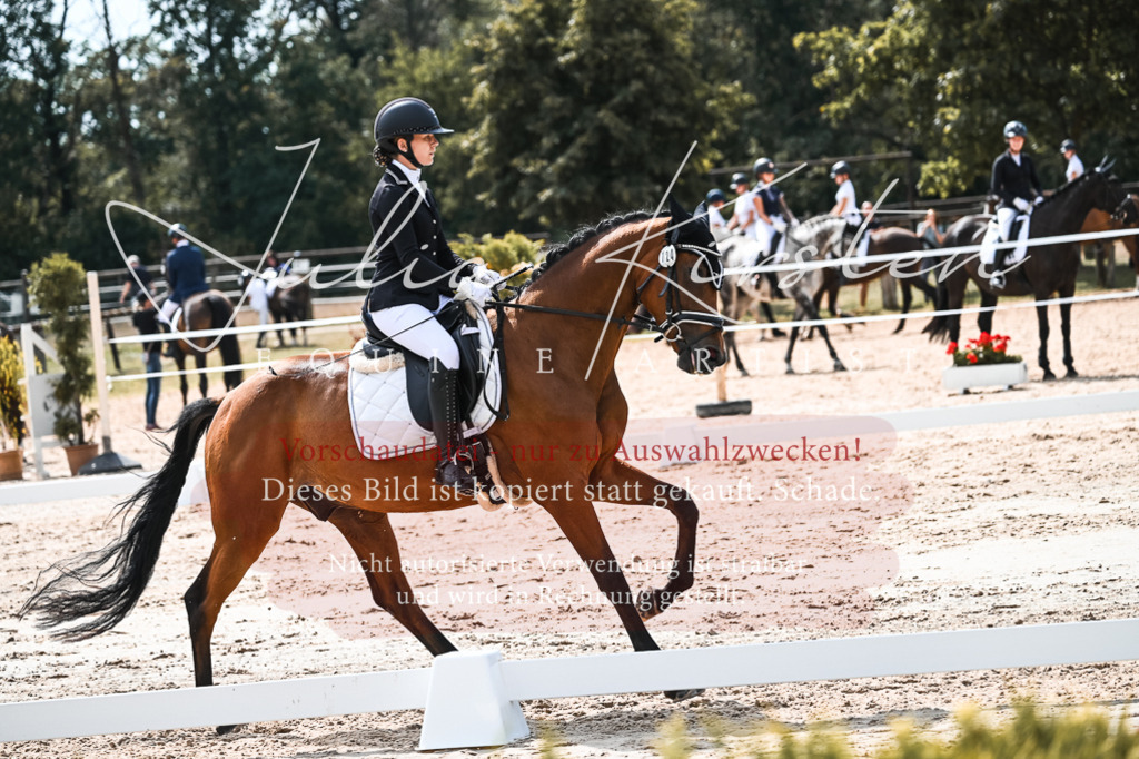 DSC_5161 | Pferde- und Turnierfotografie in Westsachsen. Pferdeportraits, Auftragszeichnungen und intuitive Kunst.
