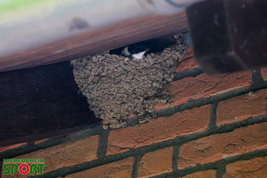 Mehlschwalben_bei_Otto11062025_020 | Bildergalerie von Sport-Ereignissen aber auch von weiteren spannenden Dingen - nicht nur vom Niederrhein. In Anlehnung an den bekannten Spruch von Hanns Dieter Hüsch heißt das Motto: "Niederrhein ist überall".  - Realisiert mit Pictrs.com