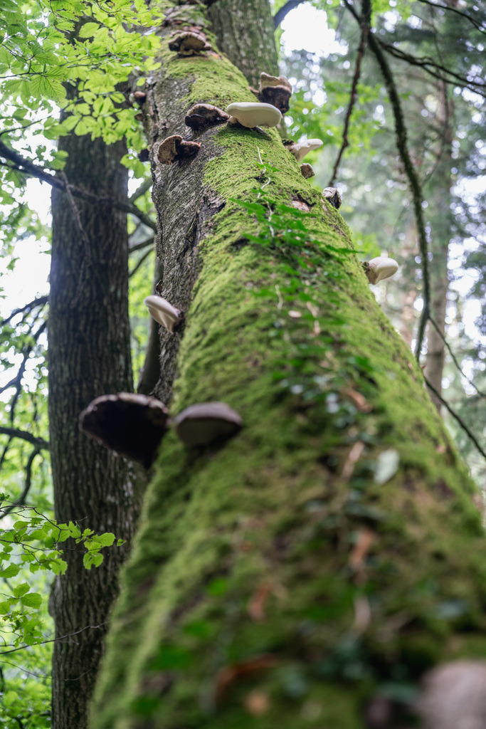 ZD250916102653 | Fotoshop von zweidimensional Fotografie. Ihr Fotograf im Aargau. Abzüge von Ihrem Fotobox Event bestellen.Abzüge von Ihrem Hochzeit bestellen.Abzüge von Ihrem Schulfotograf bestellen.