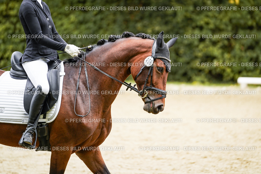 DSC00343 | Pferdegrafie