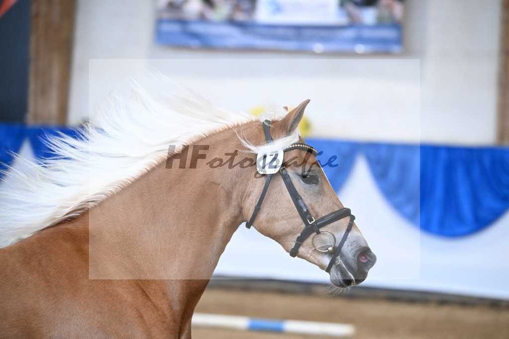Bl. Band Kat-Nr. 12 Baghira v. Schampus_Czernoch_48251480 | hf-fotografie - Realisiert mit Pictrs.com
