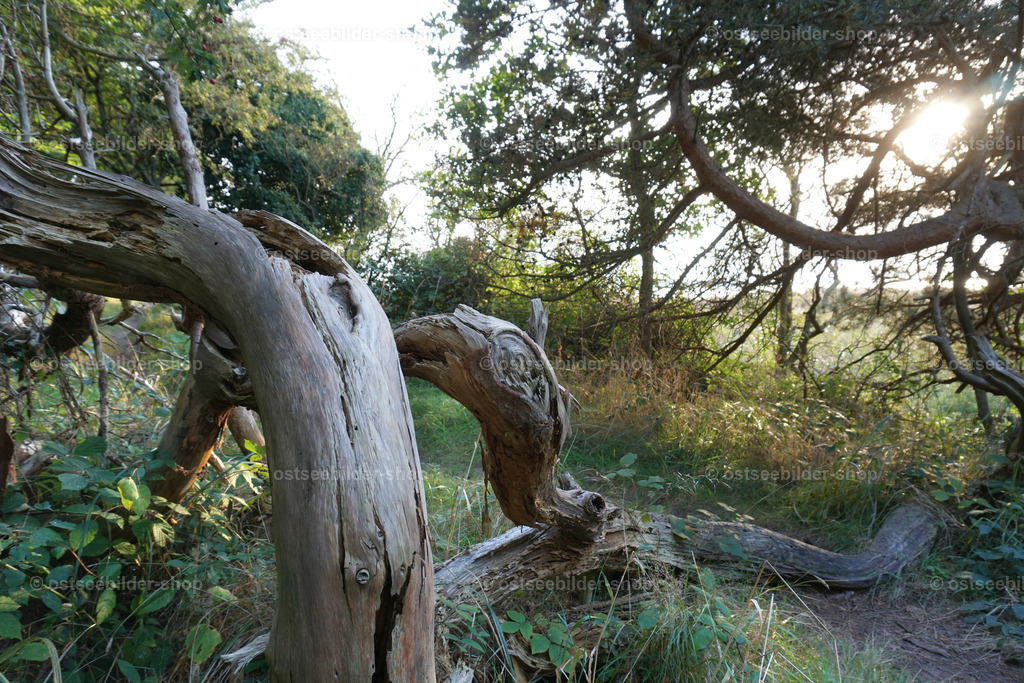 Urwald am Boddenufer | Windgeformte Kiefern verleihen dem Boddenufer die Atmosphäre eines Urwaldes.