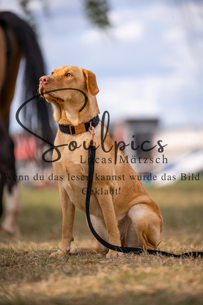 A7V04952 | Turnier/Reitfotograf