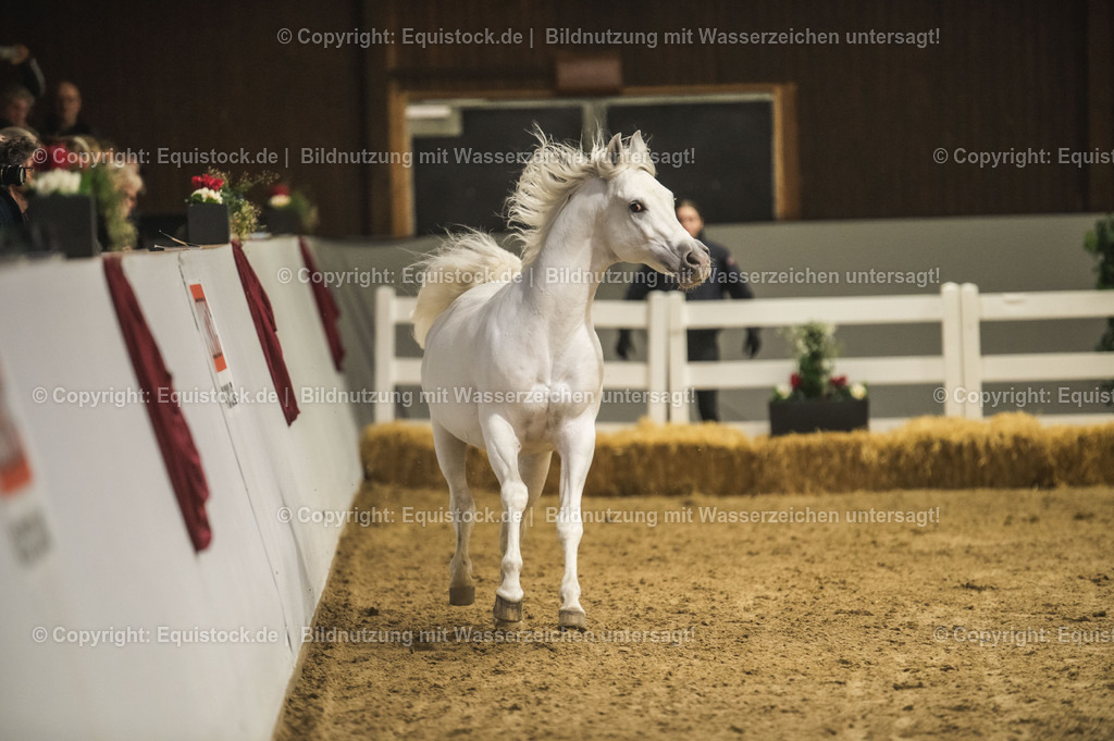 20240302_Hengstvorstellung_Marbach_TOMsPiC_1155 | equistock