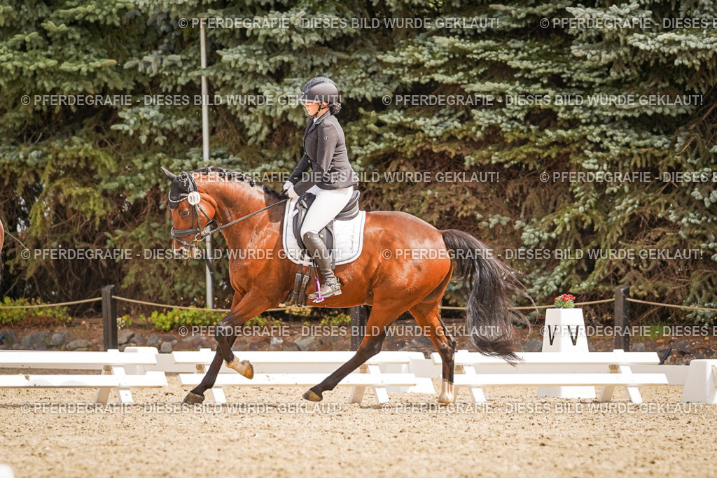 DSC01410 | Pferdegrafie