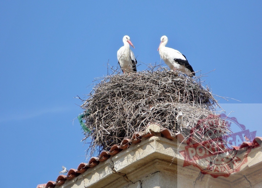 White storks pair resting on rooftop nest | White storks nesting on a building rooftop against clear blue sky, symbolizing new life - Realized with Pictrs.com