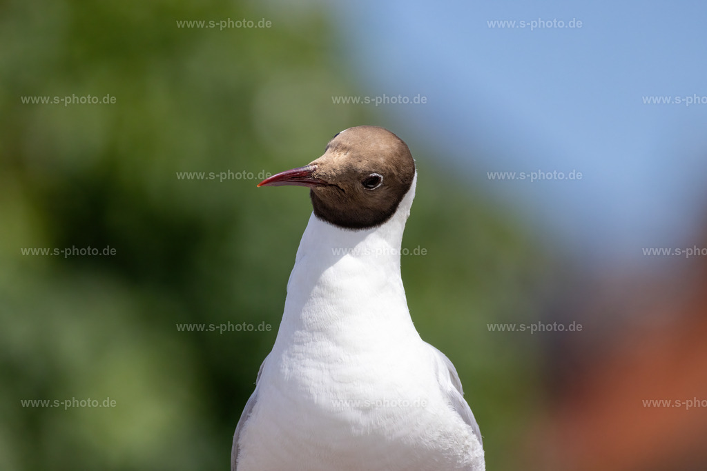 Lachmöve | an der Nordsee - Realisiert mit Pictrs.com
