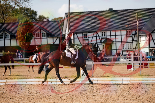 2026_10_03_Siefer-Hof_133611_Z63_96203844 | Professionelle Reitsport-, Turnier- und Eventfotografie von Robert Broda. Galerien mit ausgewählten und bearbeiteten Bildern direkt online ansehen und bestellen.