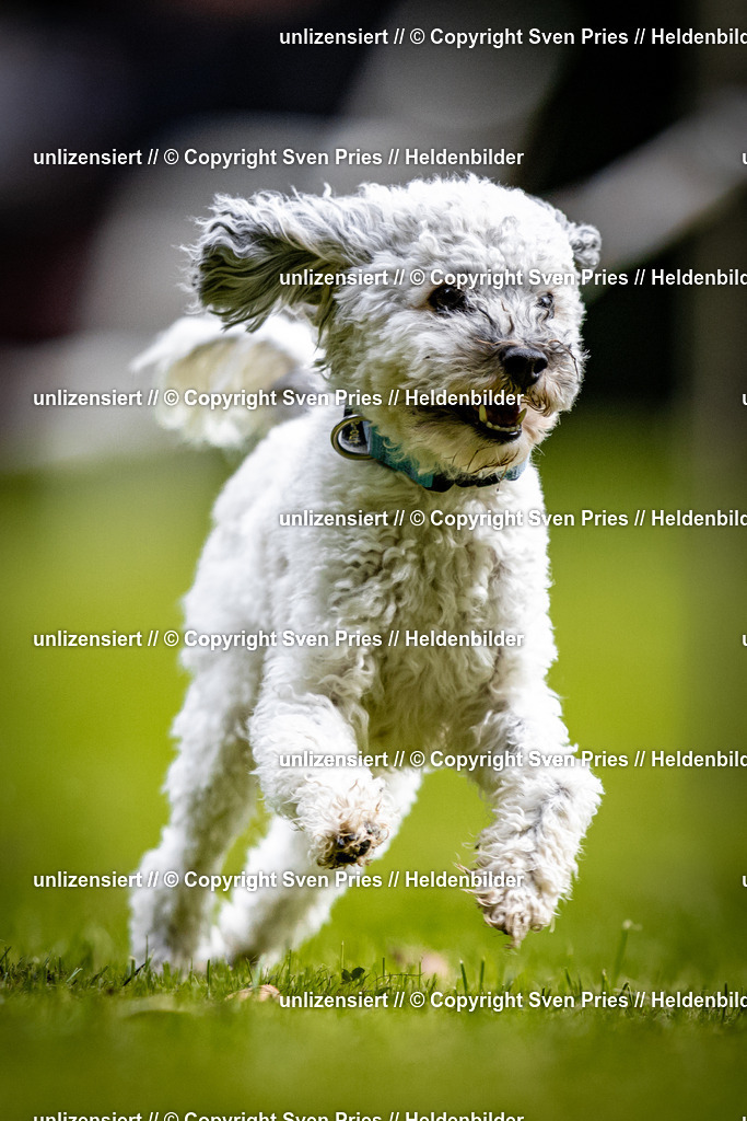 Sven Pries | 2025-10-03 - Hunderennen Obergrombach - Realisiert mit Pictrs.com