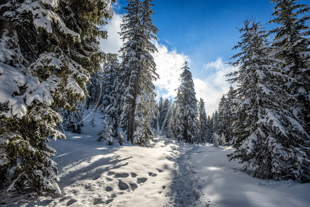 Mösern | Winter auf der Möserer Höhe