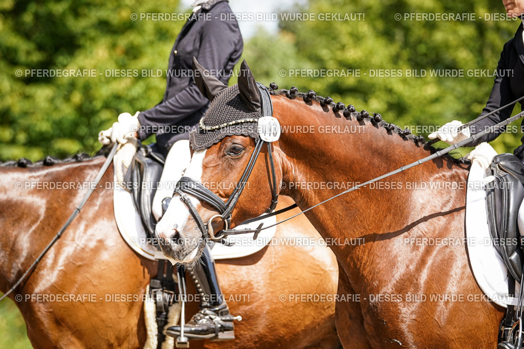 DSC09170 | Pferdegrafie