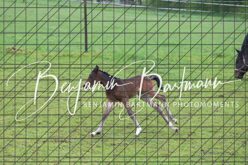 IMG_4336 | Benjamin Bartmann Photomoments