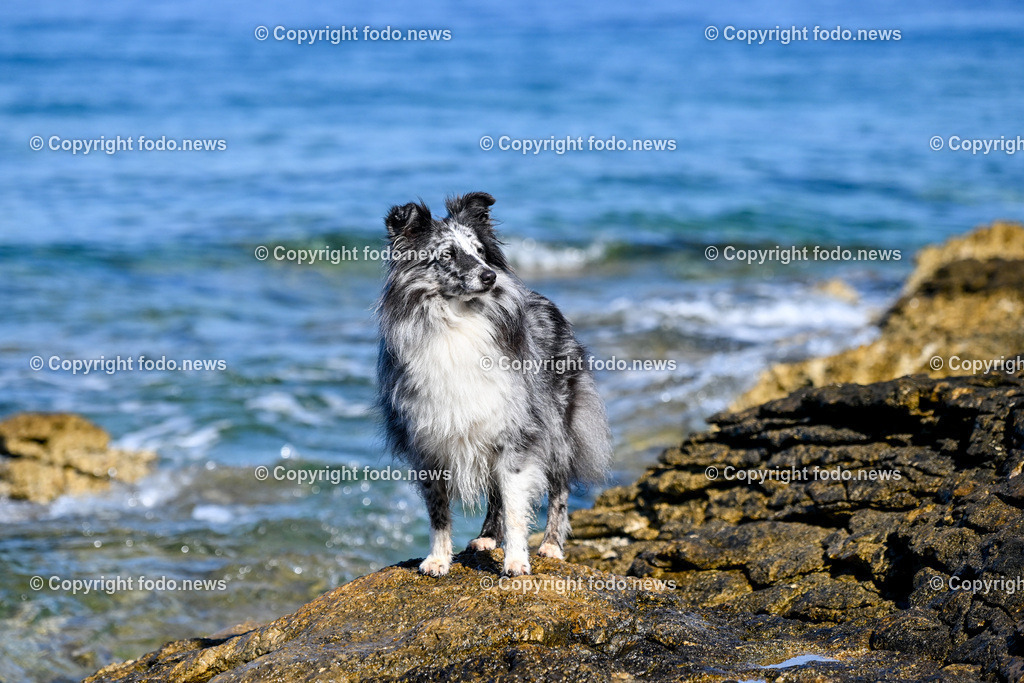 Kroatien_ Brac_ Insel in Dalmatien_ Milna_ 14.07.2025-8 | 14.07.2025, Kroatien, HRV, Brac, Insel in Dalmatien, Milna im Bild Themenbild, Hund, Strand, Felsen, Urlaub, Urlaub mit Hund am Meer, Meer, Adria, Tourismus, Salzwasser, Feature, Symbolbild