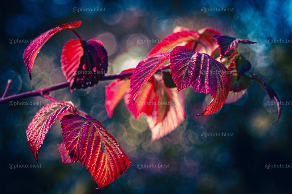 Herbstpower | Ein kleiner Zweig einer Wilden Himbeere. Von der Sonne angestrahlt, leuchten die herbstlichen Blätter. - Realisiert mit Pictrs.com