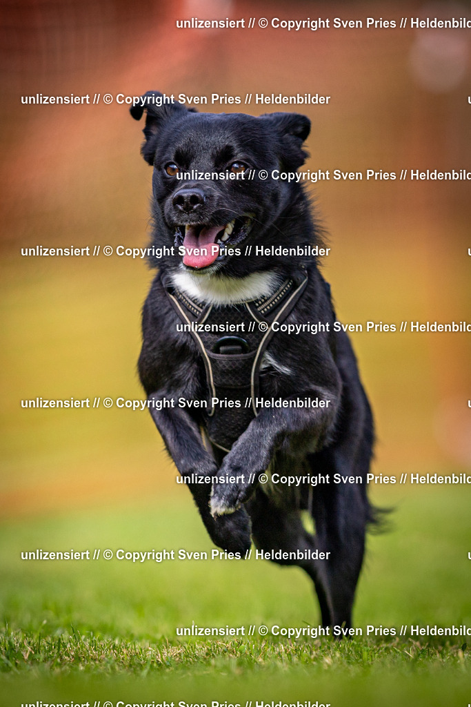 Sven Pries | 2024-09-22 - Hunderennen Baden-BadenPudelverein - Realisiert mit Pictrs.com