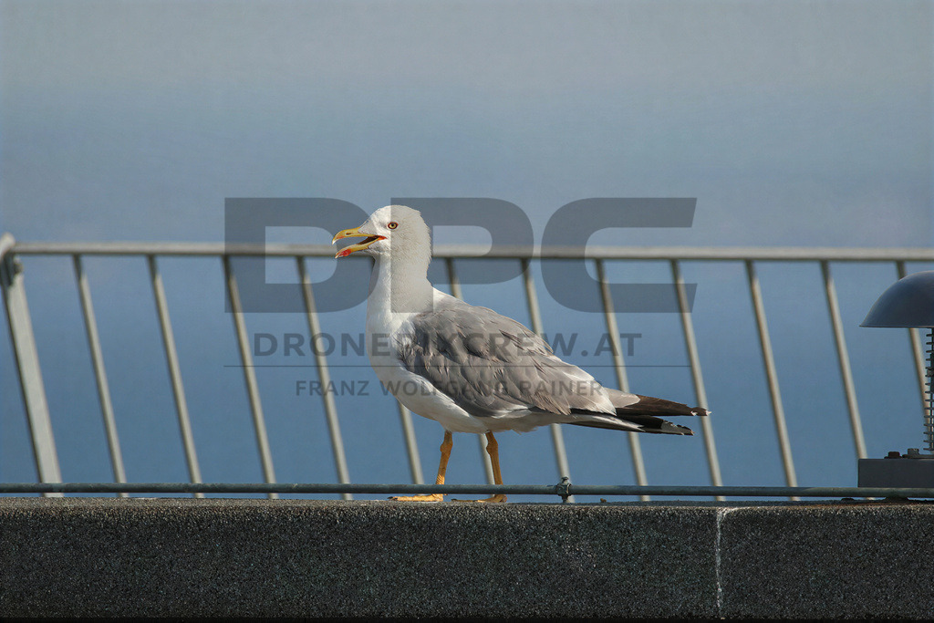 Yellow-legged Gull (Larus michahellis) | Yellow-legged Gull (Larus michahellis), a large gull species commonly found along Mediterranean coasts, rocky shorelines, harbours and coastal areas. - Realisiert mit Pictrs.com