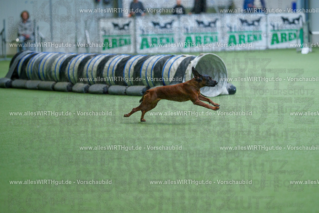 @allesWIRTHgut_Tierfotografie - www.allesWIRTHgut.de - 2604251104-7R501030 | Professionelle Tierfotografie in Mönchengladbach von Daniel Wirth (allesWIRTHgut). Liebevolle & natürliche Bilder von Hunden & Katzen für unvergessliche Erinnerungen.