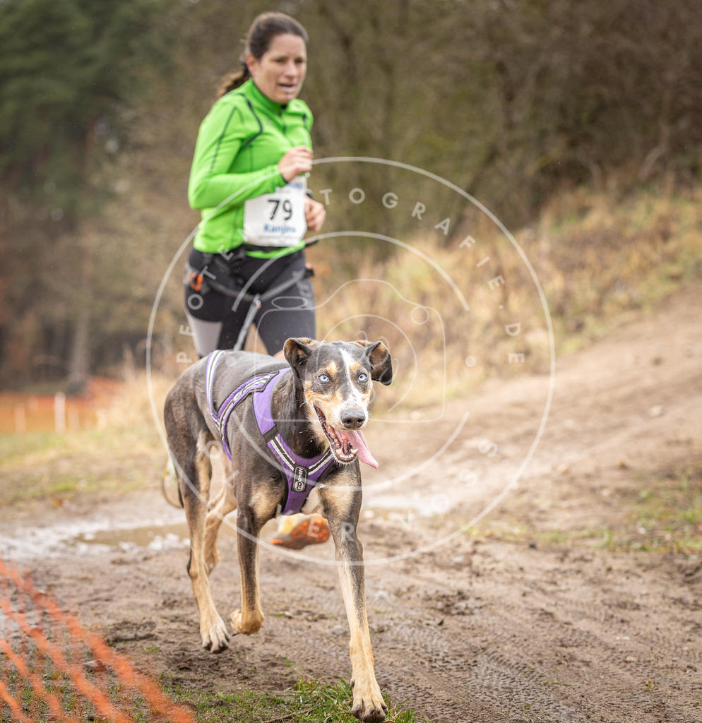 DV3A0333 | Hundefotografie, Tierfotograf, Pfotenfotografie, Fotoshooting Hund, Hunde Portrait, Hundesport, Hundeportraits, Heideshooting, Hunde, Sportfotograf, Hundefotograf, Turnierhundsport, THS,  - Realisiert mit Pictrs.com