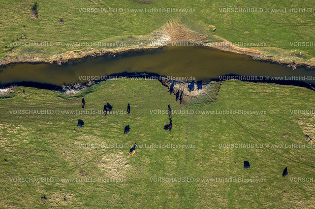 Olfen230206535 | Luftbild, Fluss Stever Nebenarm und NSG Steveraue mit grasenden Rindern, Olfen-Kirchspiel, Olfen, Münsterland, Nordrhein-Westfalen, Deutschland
