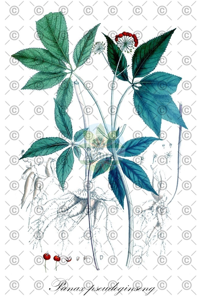 HistAbb_wfo-0000471328_1_ENZY_Simple | Historische Abbildung von Panax pseudoginseng - Araliaceae | Historical Illustration of Panax pseudoginseng - Araliaceae