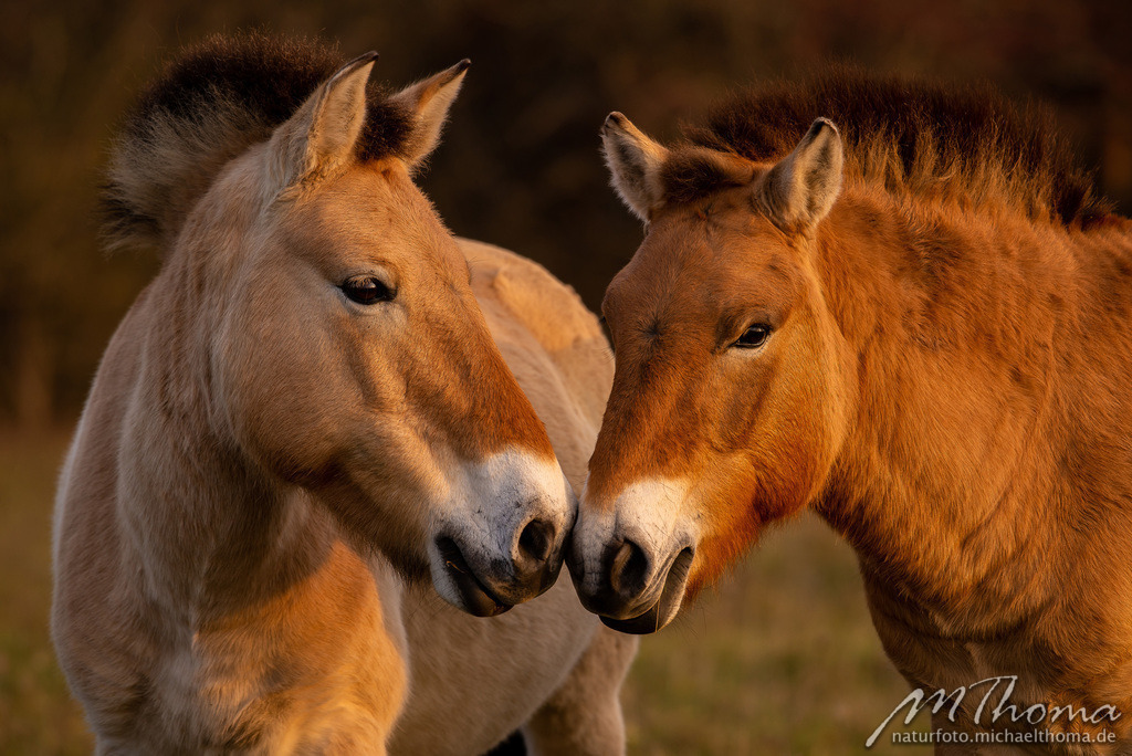 2018-11-16-15h43m44s_MichaelThoma_D610-7354 | Dies ist der Online-Shop von naturfoto.michaelthoma.de. Ich bin leidenschaftlicher Naturfotograf und fotografiere von der Andromedagalaxie bis zum Zwergtaucher, von der Ameise bis zum Orionnebel alles was mit Natur zu tun hat. Hier kann eine Auswahl meine - Realisiert mit Pictrs.com