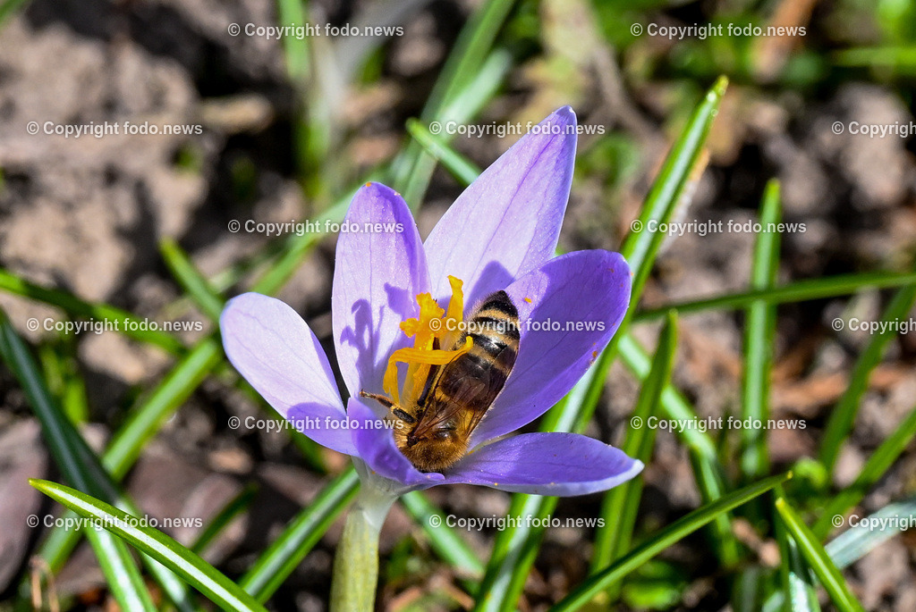 Fruehling_ Blumen_ Fruelingsboten_ 05.03.2025-16 | 05.03.2025, Linz, AUT, Fruehling, Blumen, Fruehlingsboten, im Bild Frühling, Blumen, Frühlingsboten, Fruehling, Fruelingsboten, Krokus, Biene, Blütenpflanze, Vorfrühling