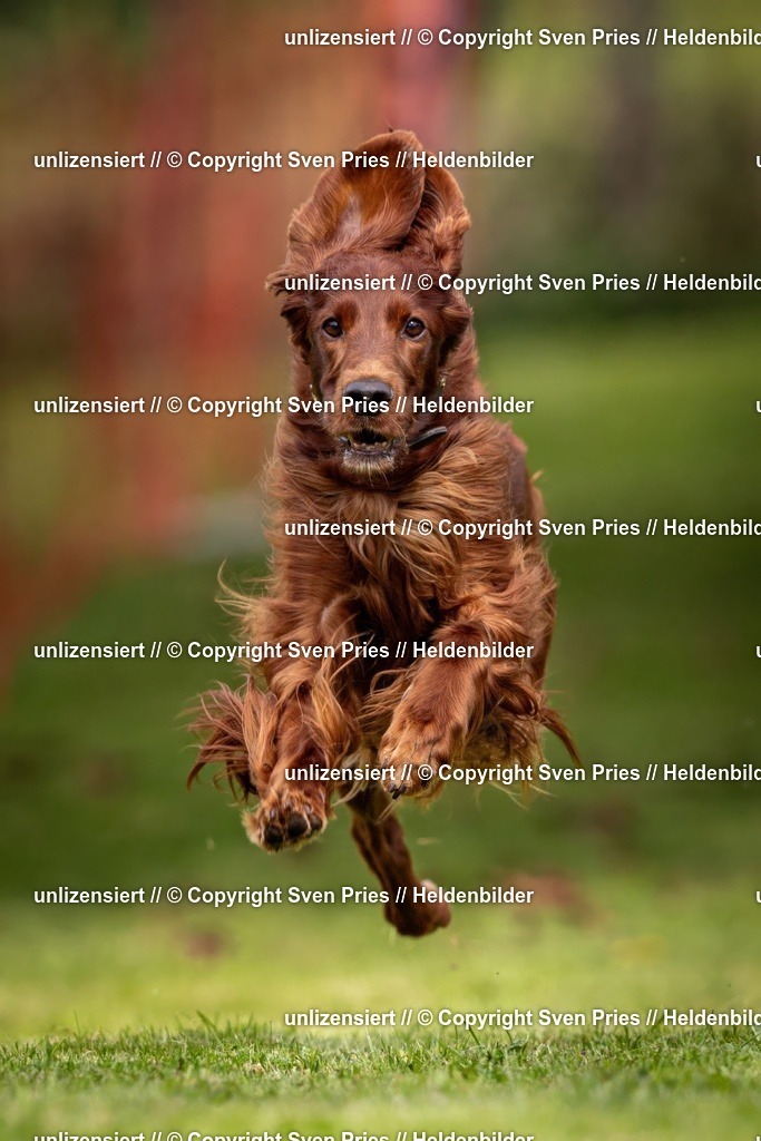 Sven Pries | 2024-09-22 - Hunderennen Baden-BadenPudelverein - Realisiert mit Pictrs.com