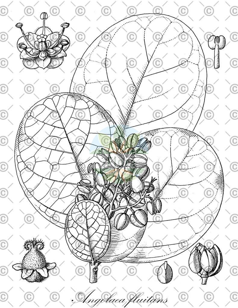 HistAbb_wfo-0000536542_221_ENZY_Simple | Historische Abbildung von Angolaea fluitans - Podostemaceae | Historical Illustration of Angolaea fluitans - Podostemaceae