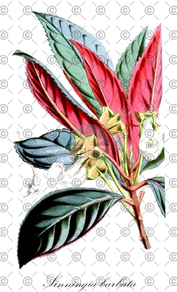 HistAbb_wfo-0001300672_1_ENZY_Simple | Historische Abbildung von Sinningia barbata - Gesneriaceae | Historical Illustration of Sinningia barbata - Gesneriaceae