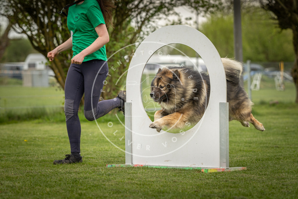 Pfotenfotografie_DV3A2951 | Hundefotografie, Tierfotograf, Pfotenfotografie, Fotoshooting Hund, Hunde Portrait, Hundesport, Hundeportraits, Heideshooting, Hunde, Sportfotograf, Hundefotograf, Turnierhundsport, THS,  - Realisiert mit Pictrs.com