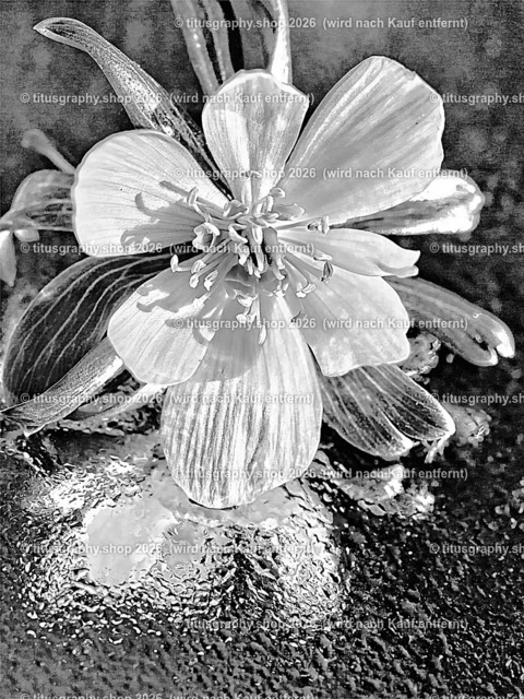 titusgraphy_P3034779-vz-ln_pe-ß2 - Kopie | titusgraphy-shop: Geschenkideen mit Qualitätsfotos. titusgraphy-shop: gift ideas with quality photos. titusgraphy-shop: idées cadeaux avec photos de qualité.  - Realisiert mit Pictrs.com