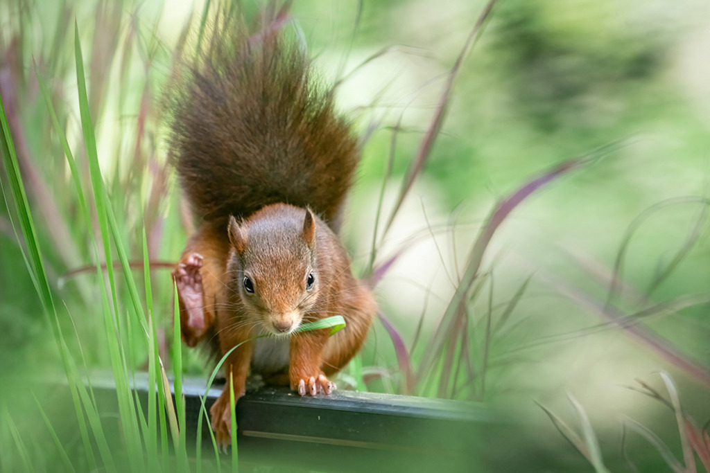 Eichhörnchen mit Grashalm | Deutschland | Premium-Wandbild von justsomewhere.com: Ein rotes Eichhörnchen in Frontalansicht auf einer Schiene, das sich mit der erhobenen Hinterpfote kratzt und einen grünen Grashalm im Maul hält, umgeben von weichen Gräsern in Deutschland. - Realisiert mit Pictrs.com