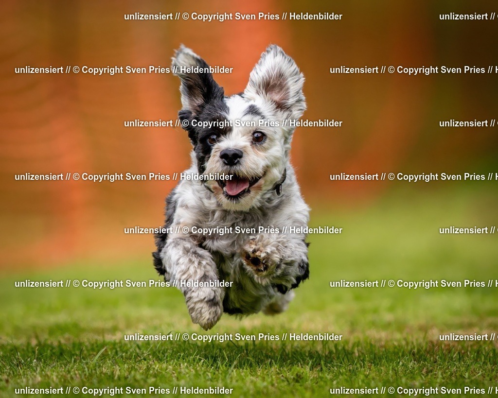 Sven Pries | 2024-09-22 - Hunderennen Baden-BadenPudelverein - Realisiert mit Pictrs.com