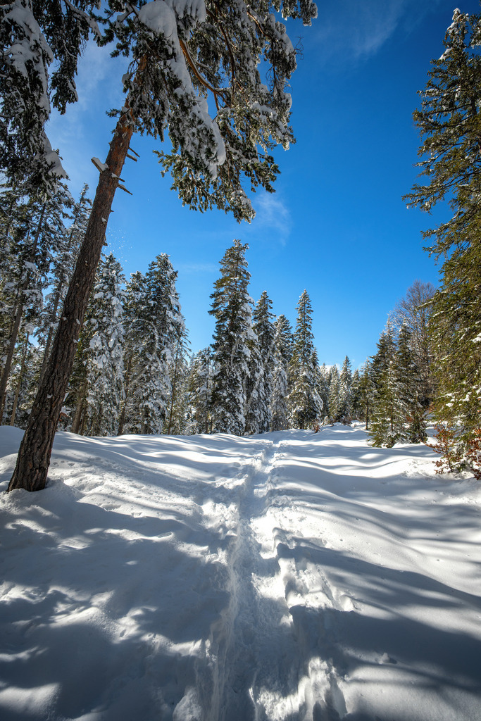 Mösern | Winterlandschaft am Weg zum Brunschkopf