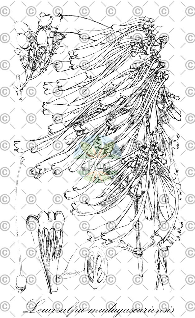 HistAbb_wfo-0000442481_2_ENZY_Simple | Historische Abbildung von Leucosalpa madagascariensis - Orobanchaceae | Historical Illustration of Leucosalpa madagascariensis - Orobanchaceae