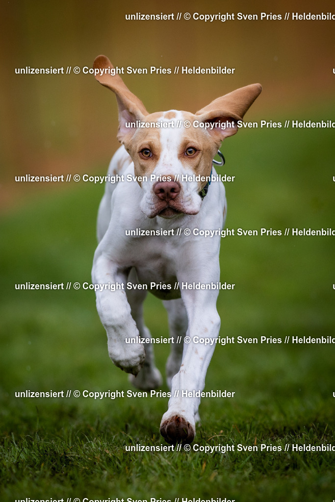 Sven Pries | 2024-04-21 - Hunderennen Baden-Oos
Foto: Sven Pries - Realisiert mit Pictrs.com