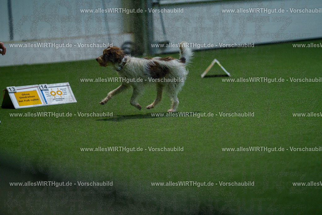 7R502265 | Professionelle Tierfotografie in Mönchengladbach von Daniel Wirth (allesWIRTHgut). Liebevolle & natürliche Bilder von Hunden & Katzen für unvergessliche Erinnerungen.