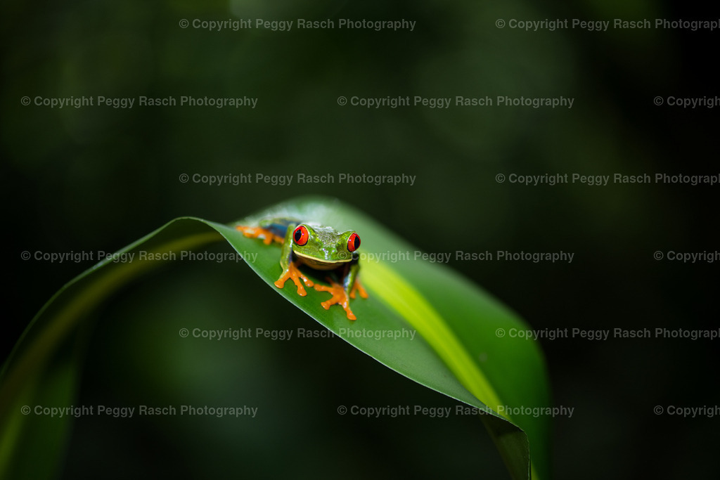 Frösche (7) | PeggyRaschPhotography - Realisiert mit Pictrs.com