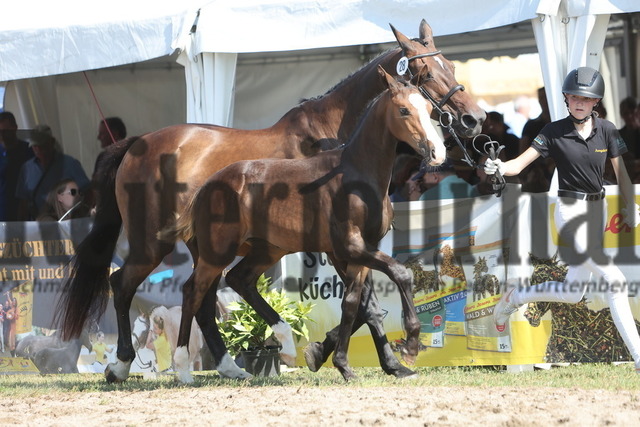 Fohlenmarkt_Riedlingen_2024_KN_28_Merci (17) | Alle Fotos der Reiterjournal Fotografin Doris Matthaes im Reiterjournal Online-Fotoshop. - Realisiert mit Pictrs.com