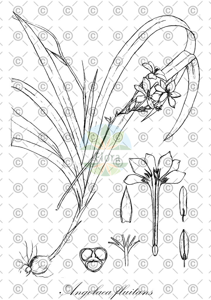 HistAbb_wfo-0000536542_510_ENZY_Simple | Historische Abbildung von Angolaea fluitans - Podostemaceae | Historical Illustration of Angolaea fluitans - Podostemaceae