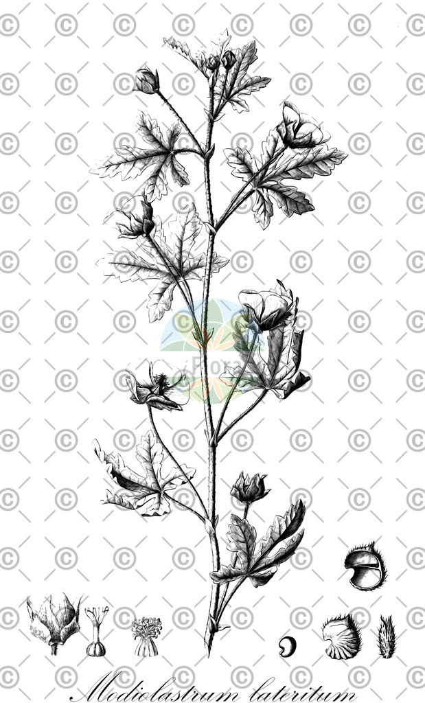 HistAbb_EMP_101854_SRC_Schlechtendal_FLORAD_SIMPLE | Historische Abbildung von Modiolastrum lateritum - Malvaceae | Historical Illustration of Modiolastrum lateritum - Malvaceae