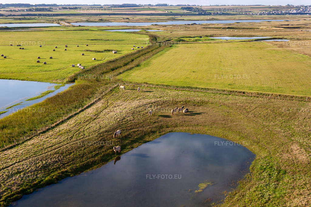 Vue aérienne: Saules derrière la digue à Woignarue dans le département Somme, France. Photo: IMG_70883.jpg prise le 24/08/2014 par Werner Riehm/FLY-FOTO.eu – Résolution de l'original: 4752 x 3168 px