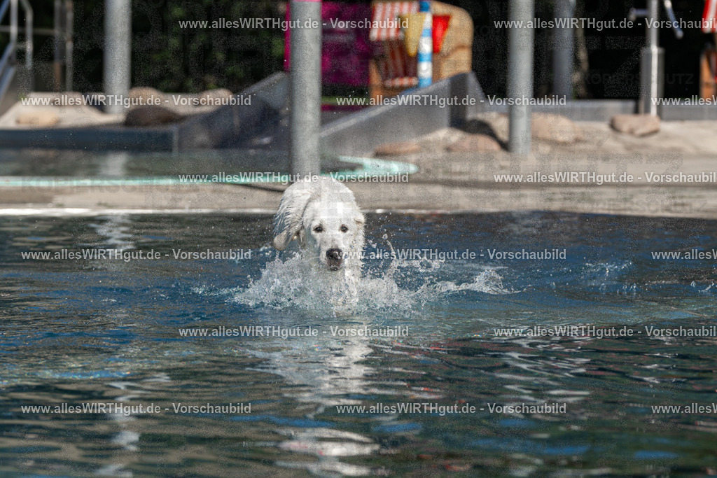 Hundeschwimmen_Volksbad_2026-allesWIRTHgut_Tierfotografie-2609061059-FAY06075 | Professionelle Tierfotografie in Mönchengladbach von Daniel Wirth (allesWIRTHgut). Liebevolle & natürliche Bilder von Hunden & Katzen für unvergessliche Erinnerungen.