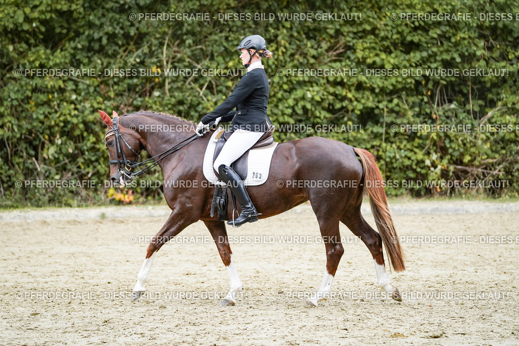 DSC06798 | Pferdegrafie